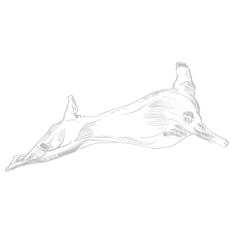Lapin flamand