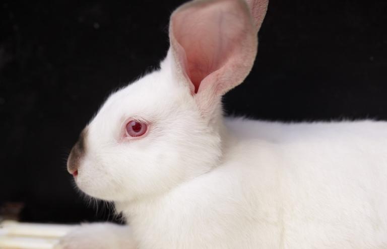 Rabbit out of park housing Rabbit out of park housing