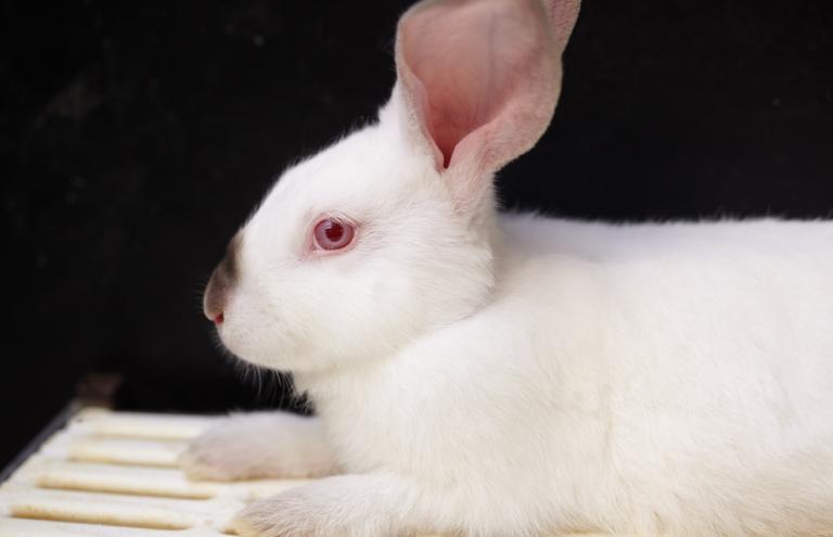 Un lapin dans une cage de parc Un lapin dans une cage de parc